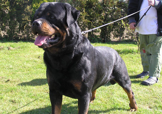 Rottweiler hot sale biggest size